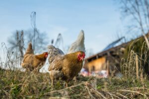 chickens, hens, birds-