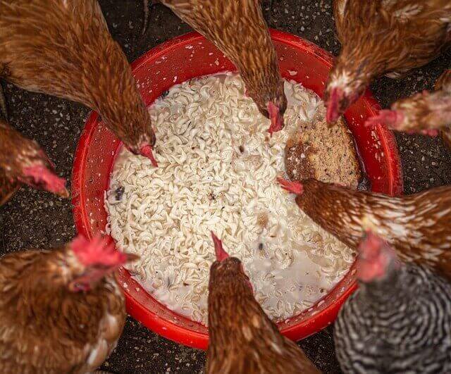 Best feed for chickens