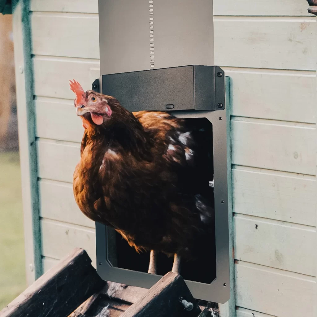Timer base chicken door