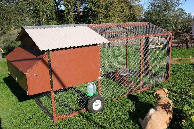 A chicken coop with excellent shade and ventilation features