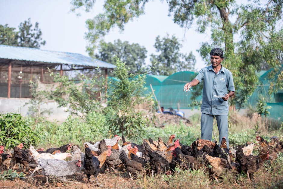 Image of a person feeding chickens in a backyard chicken farm