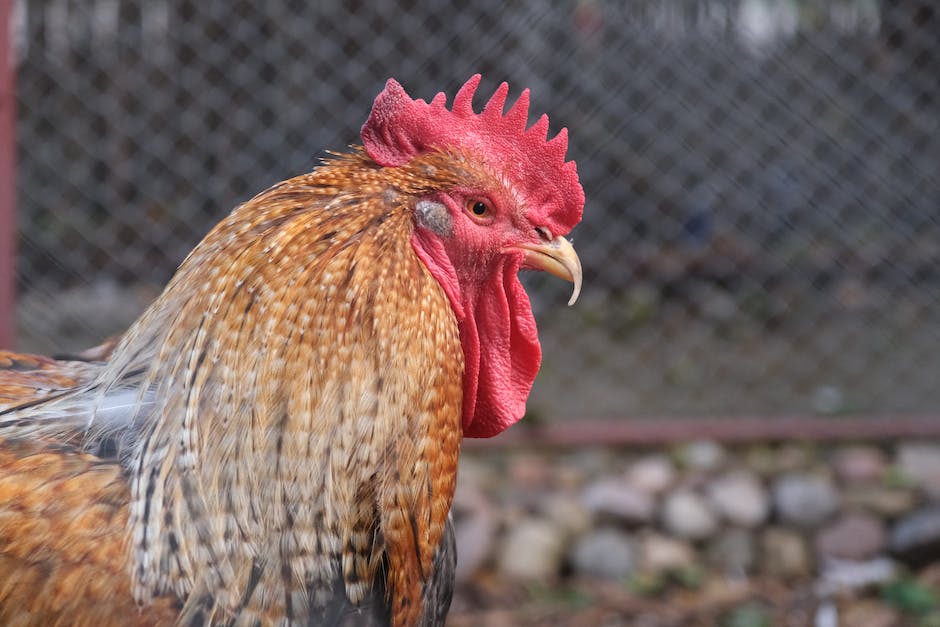 Image showing three different chicken breeds: Cornish Cross, Freedom Rangers, and Jersey Giants. Each breed is represented by a respective picture and the text below each picture describes their main characteristics.