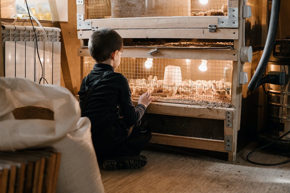 A image showing a brooder setup for raising baby chicks