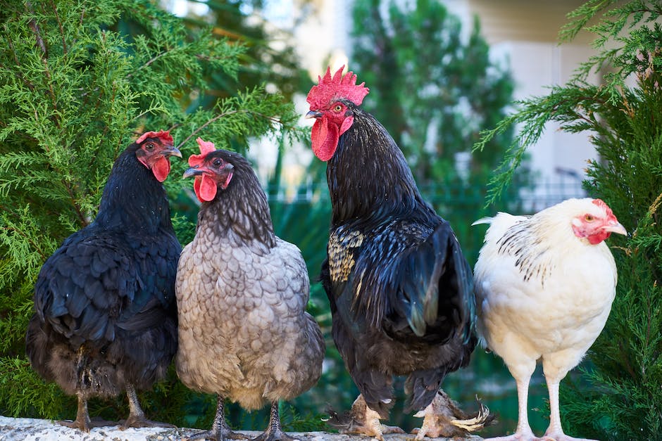 Different chicken breeds standing together in a row, showcasing their diversity and beauty