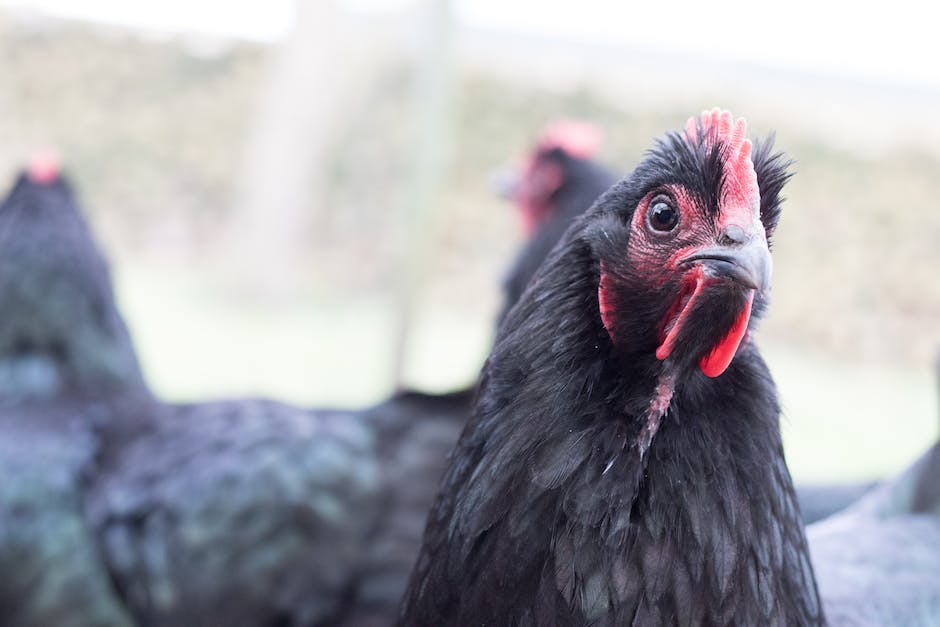 Different chicken breeds displayed together, showcasing their diverse appearances and characteristics