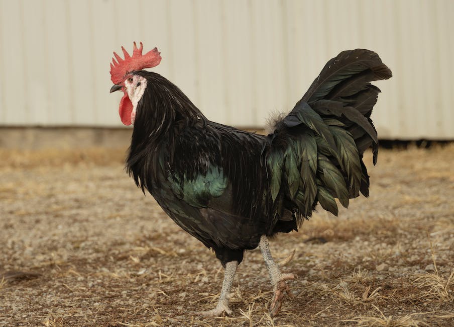 Various chicken breeds with different colors, sizes, and feather patterns.