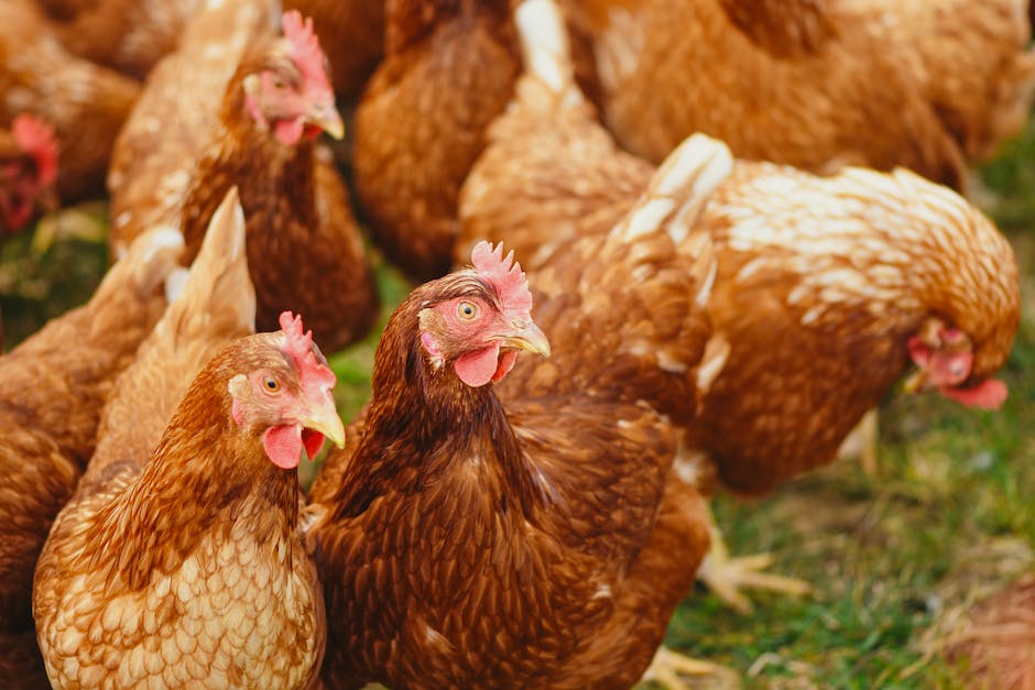 Beginner’s Guide to Chicken Breeds: An Informative Overview