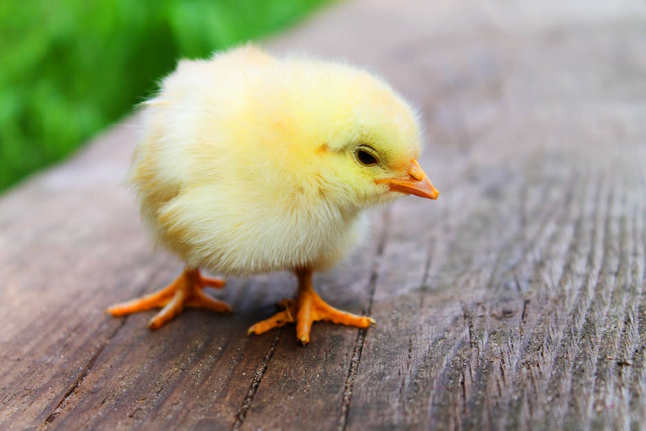 A beginners guide to raising healthy chicks