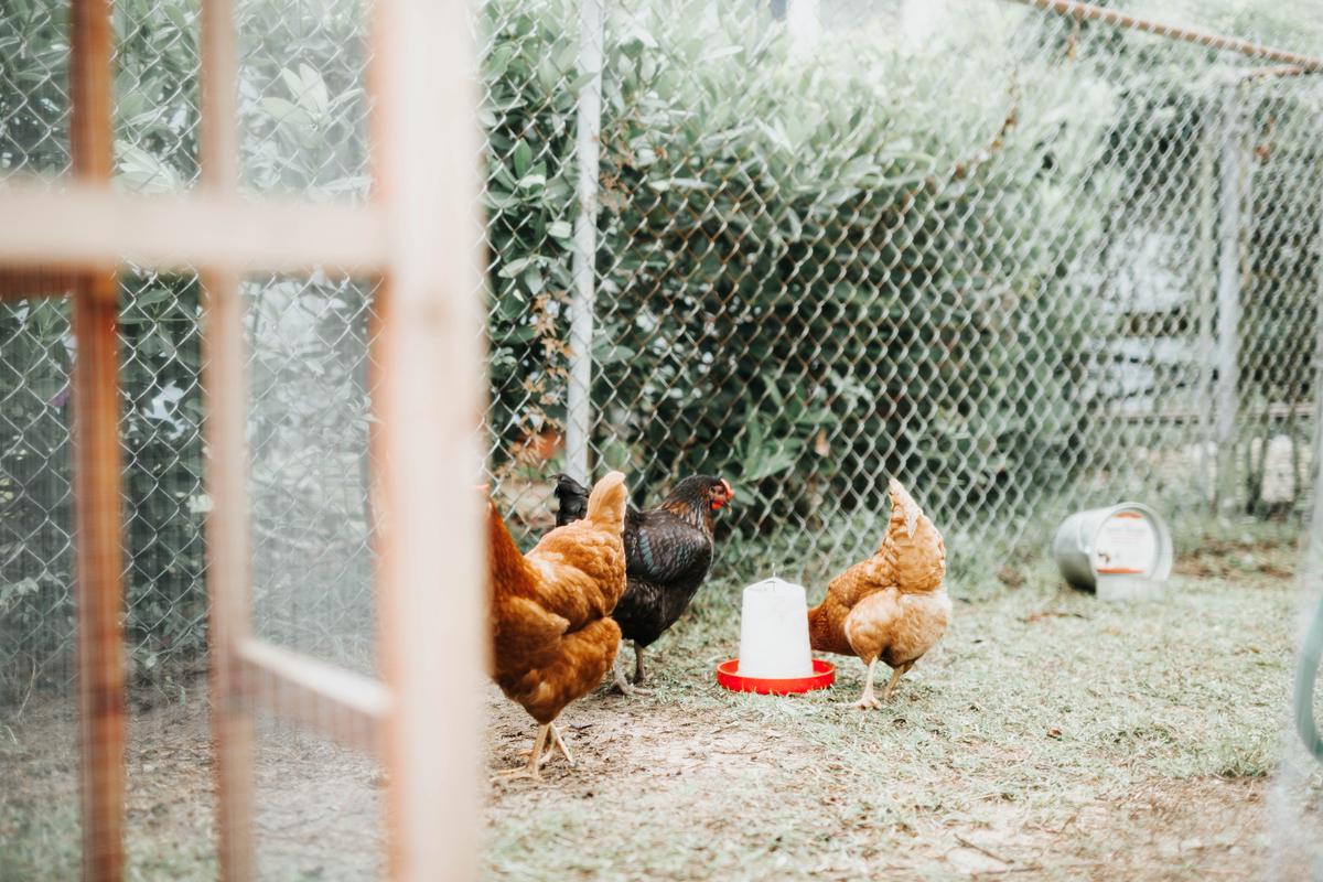 A clean and organized chicken coop with a happy flock inside