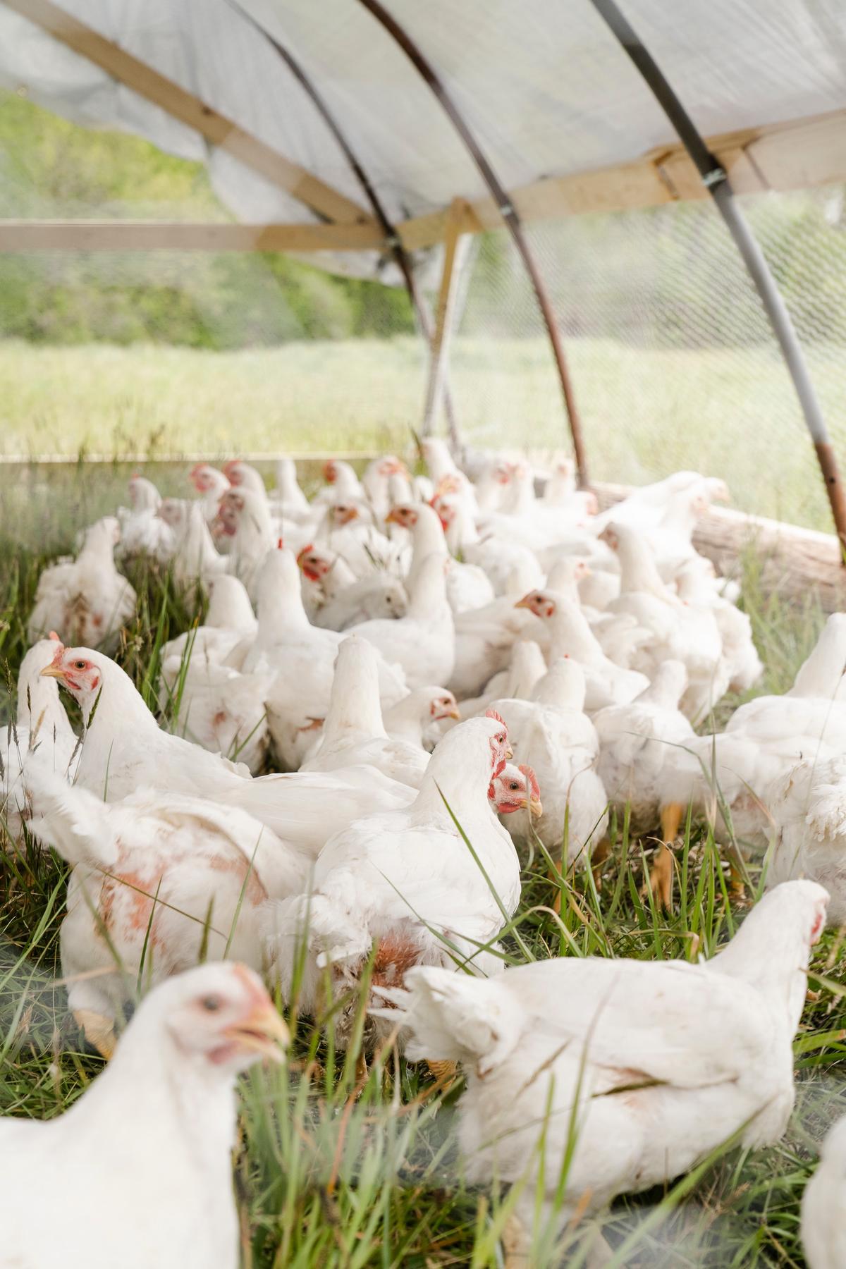 Image of a clean chicken coop with regularly spaced nesting boxes and happy chickens.