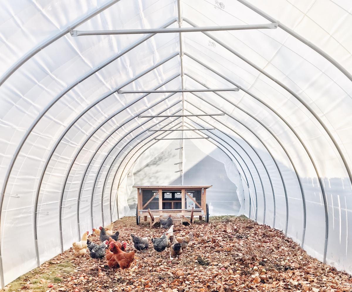 Image of a clean chicken coop with happy and healthy chickens inside