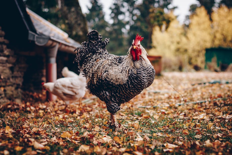 Image of a chicken in a farm