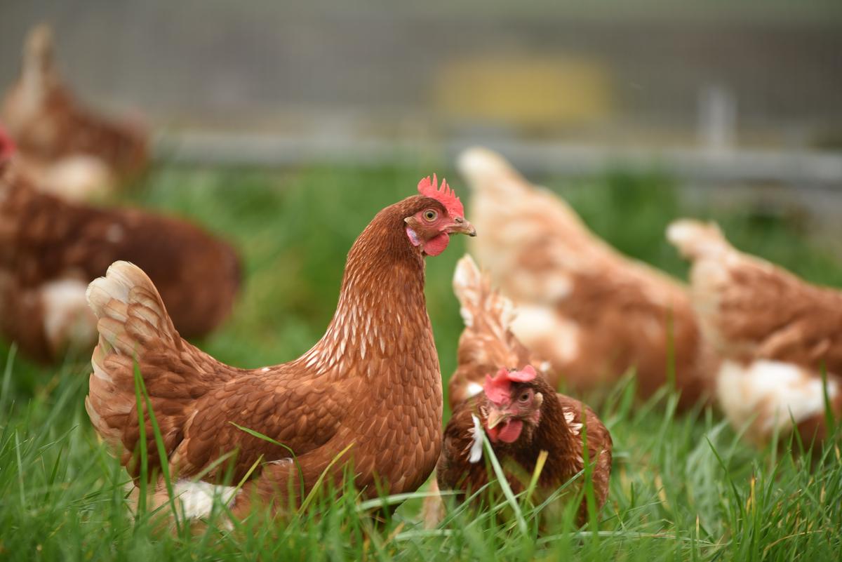 A healthy chicken standing on a grassy field