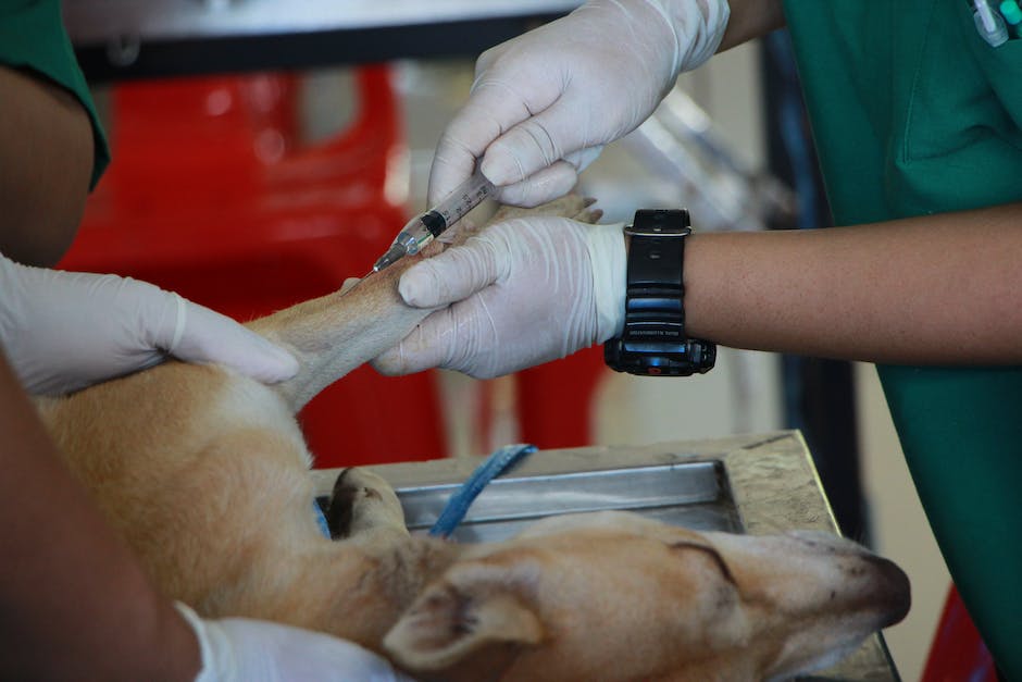 A farmer vaccinating a chicken with a syringe.