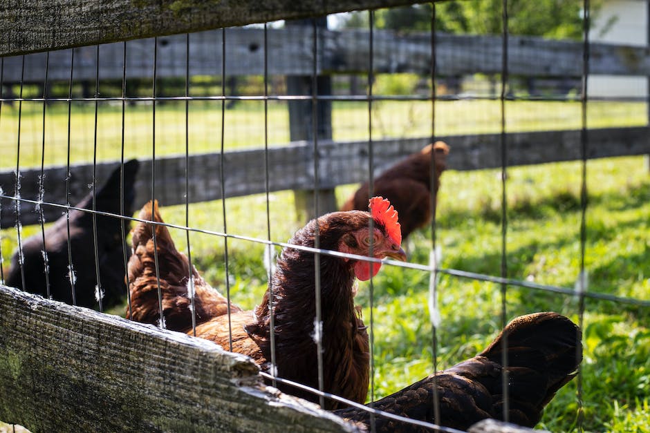 A group of healthy chickens roaming freely in a spacious outdoor area surrounded by a well-constructed coop.