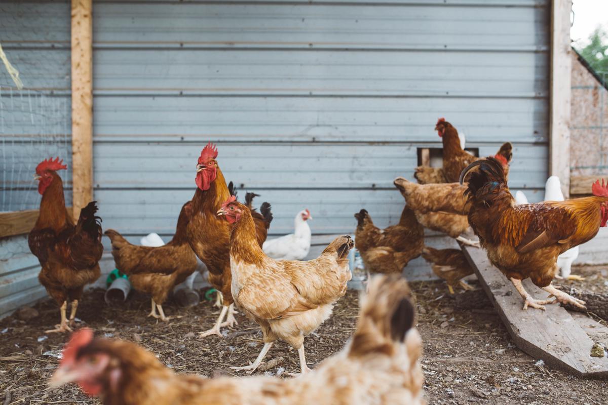 A cozy chicken coop with chickens roosting inside.