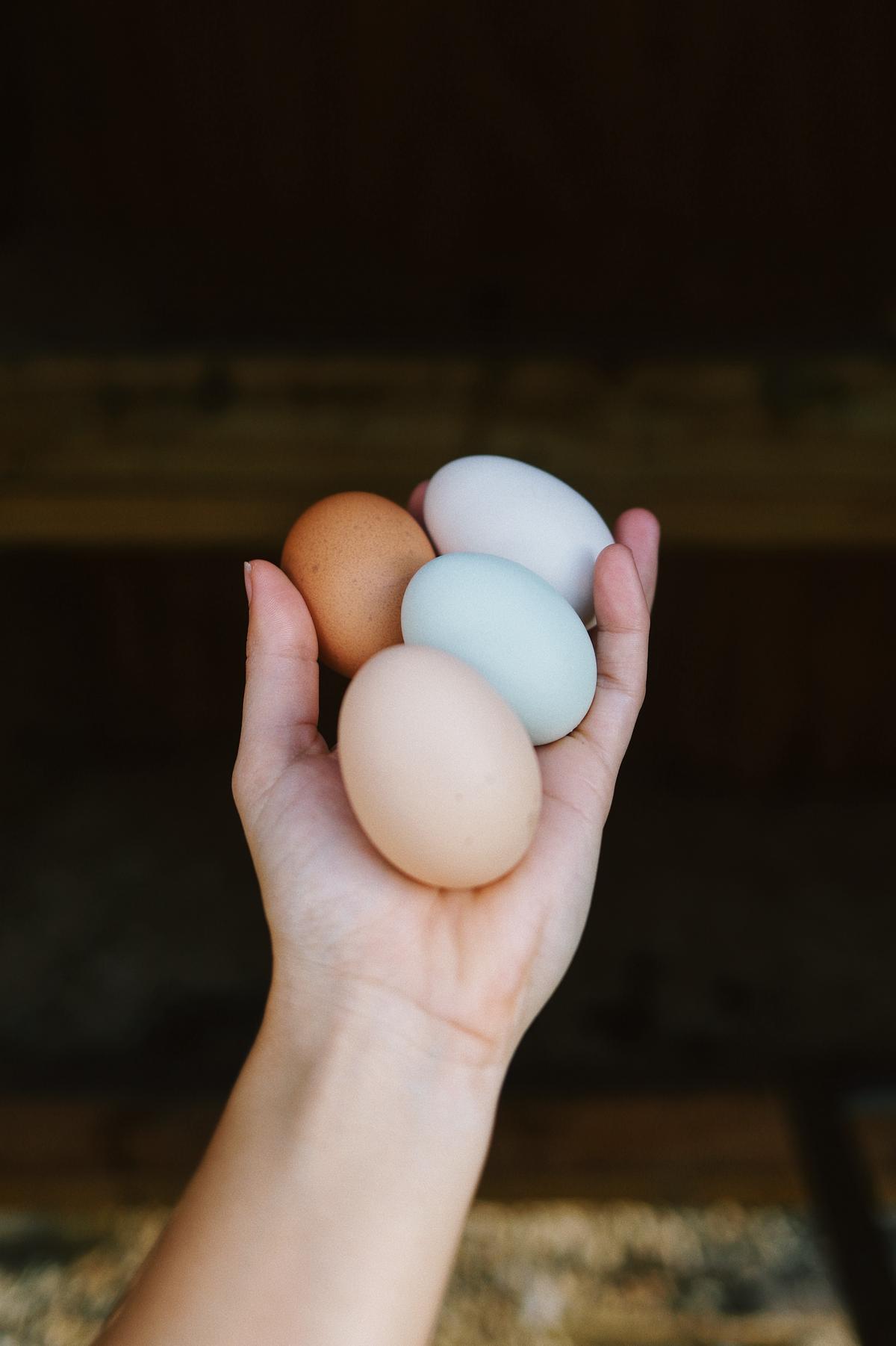 Illustration of a person raising chickens in a backyard