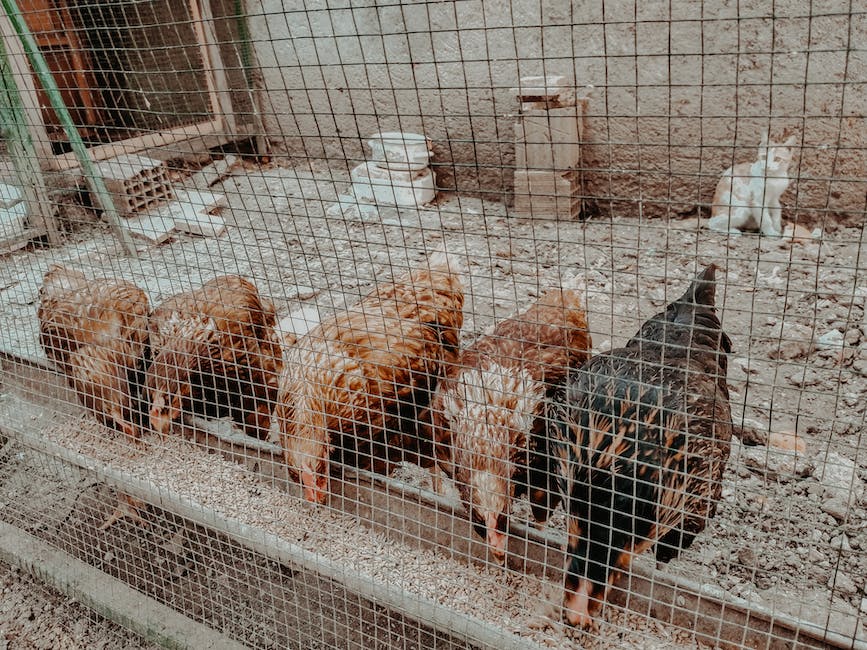 Illustration of chickens in a coop